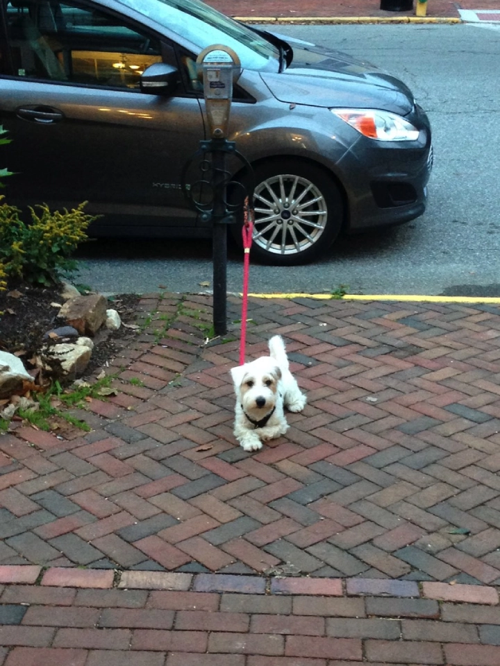 Small dog on leash by parked car.