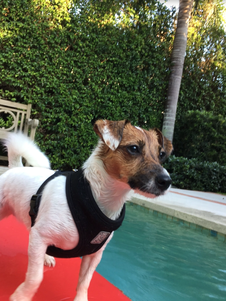Dog standing by a poolside, wearing harness.