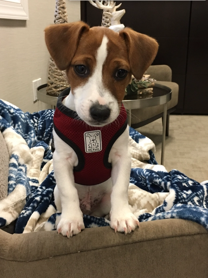 Puppy in red harness on chair.