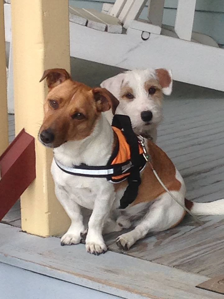 Two dogs sitting on a porch.