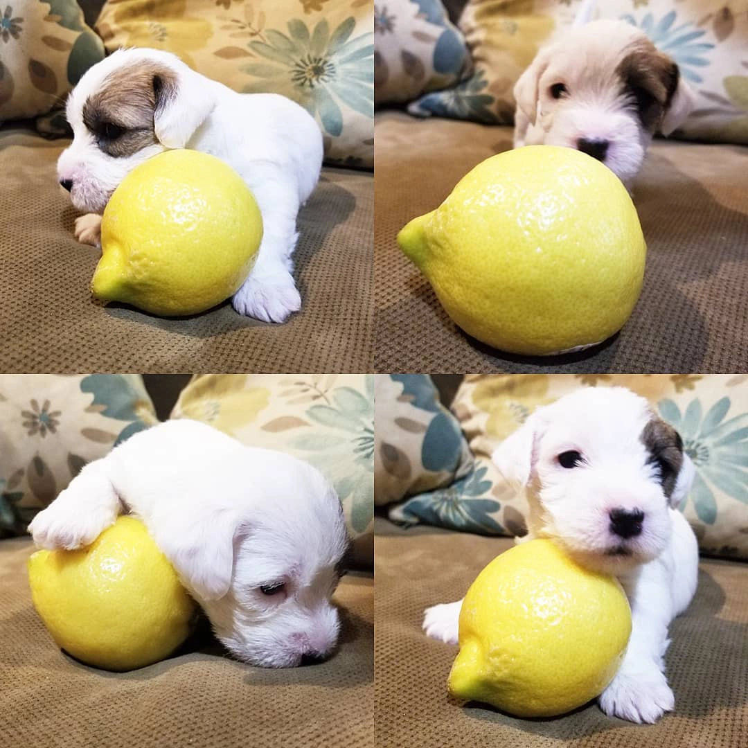 Puppy playing with a large lemon.