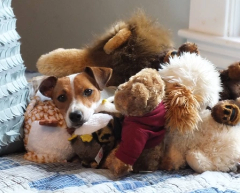 Dog surrounded by various stuffed animals.