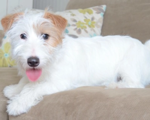 White dog lying on a beige sofa.