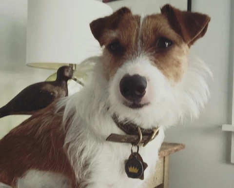 Brown and white dog with collar indoors.