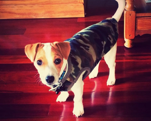 Dog wearing camo jacket on wooden floor.