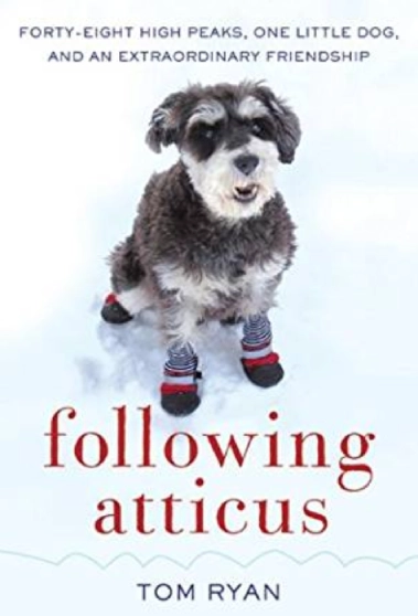 Dog in snow wearing boots and scarf.
