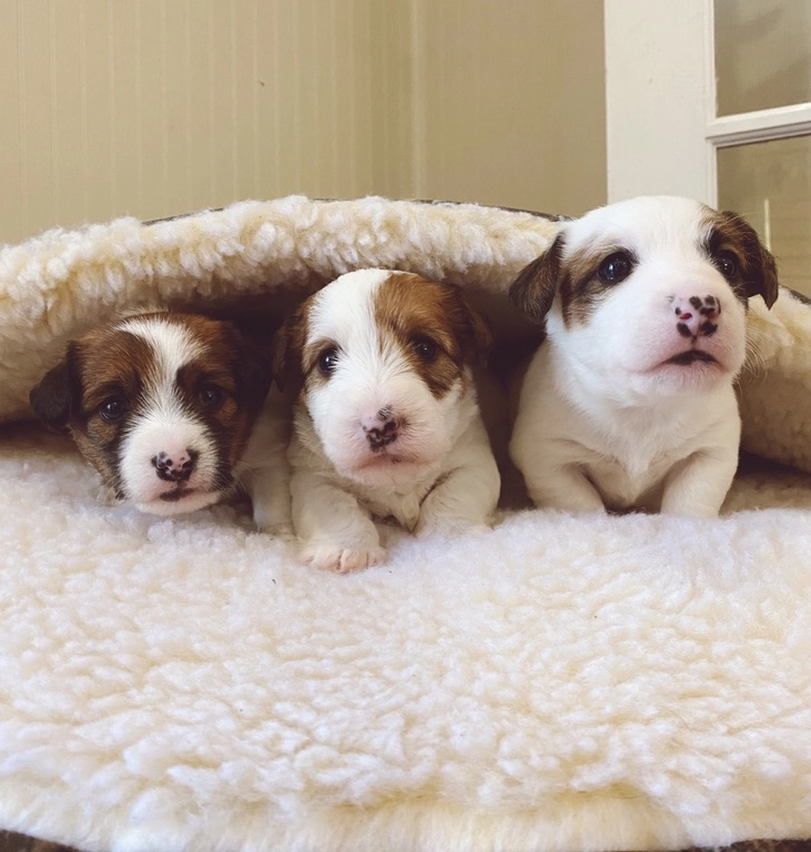 Three puppies nestled in soft bedding.