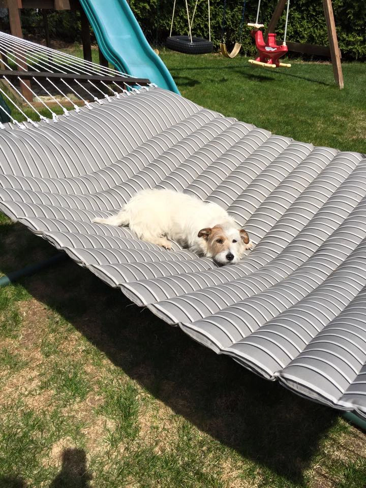 Dog relaxing on a gray hammock outdoors.