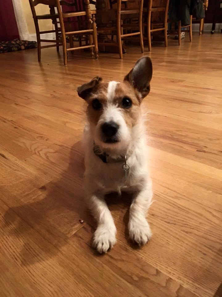Dog lying on wooden floor indoors.