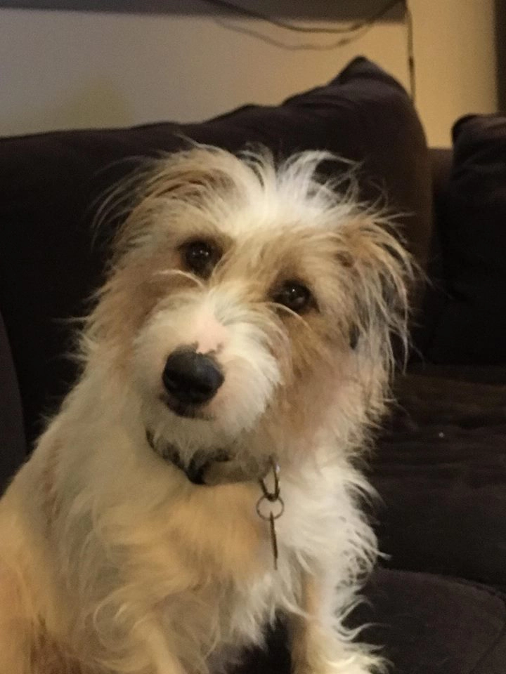 Scruffy dog sitting on a dark couch.