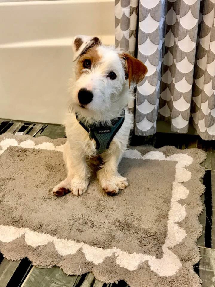 Cute dog sitting on a bathroom rug.