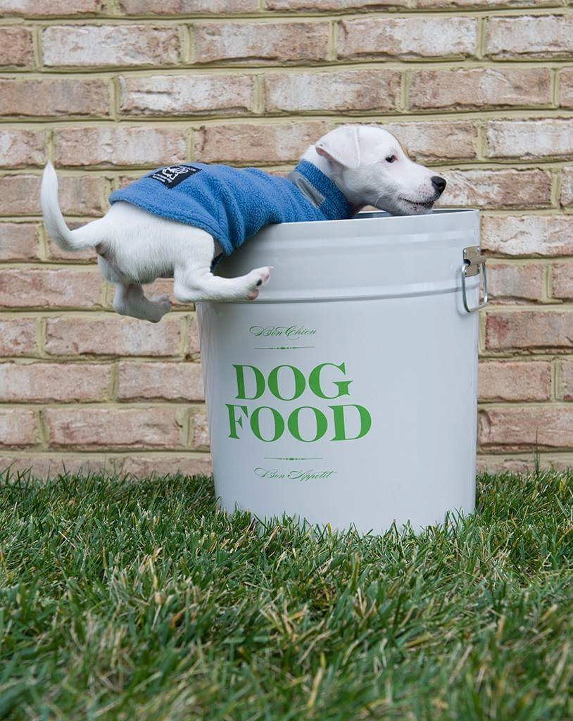 Puppy jumping into large dog food container.