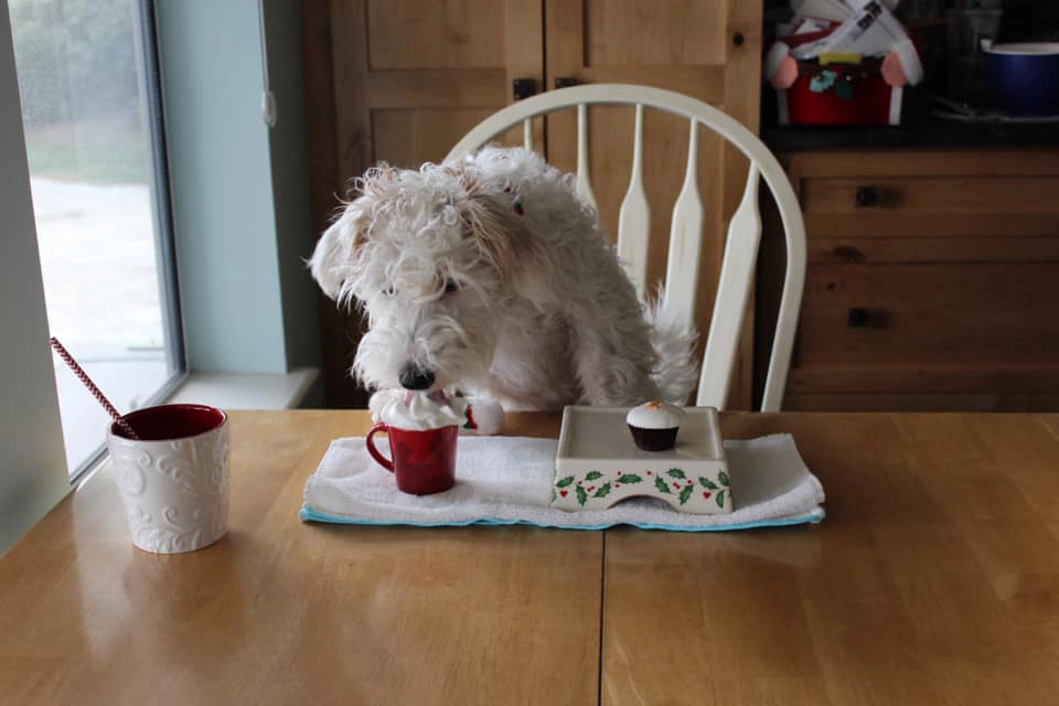 Dog sitting at table with treats.