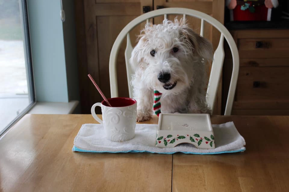 Dog sitting at table with mug and plate.