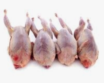 Four raw plucked quails on white background.