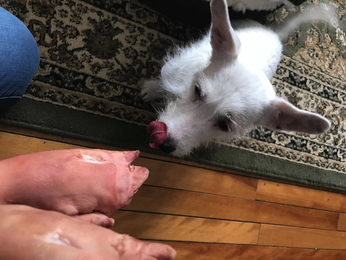 Dog looking at pig feet on floor. Dog looking at pig feet on floor.