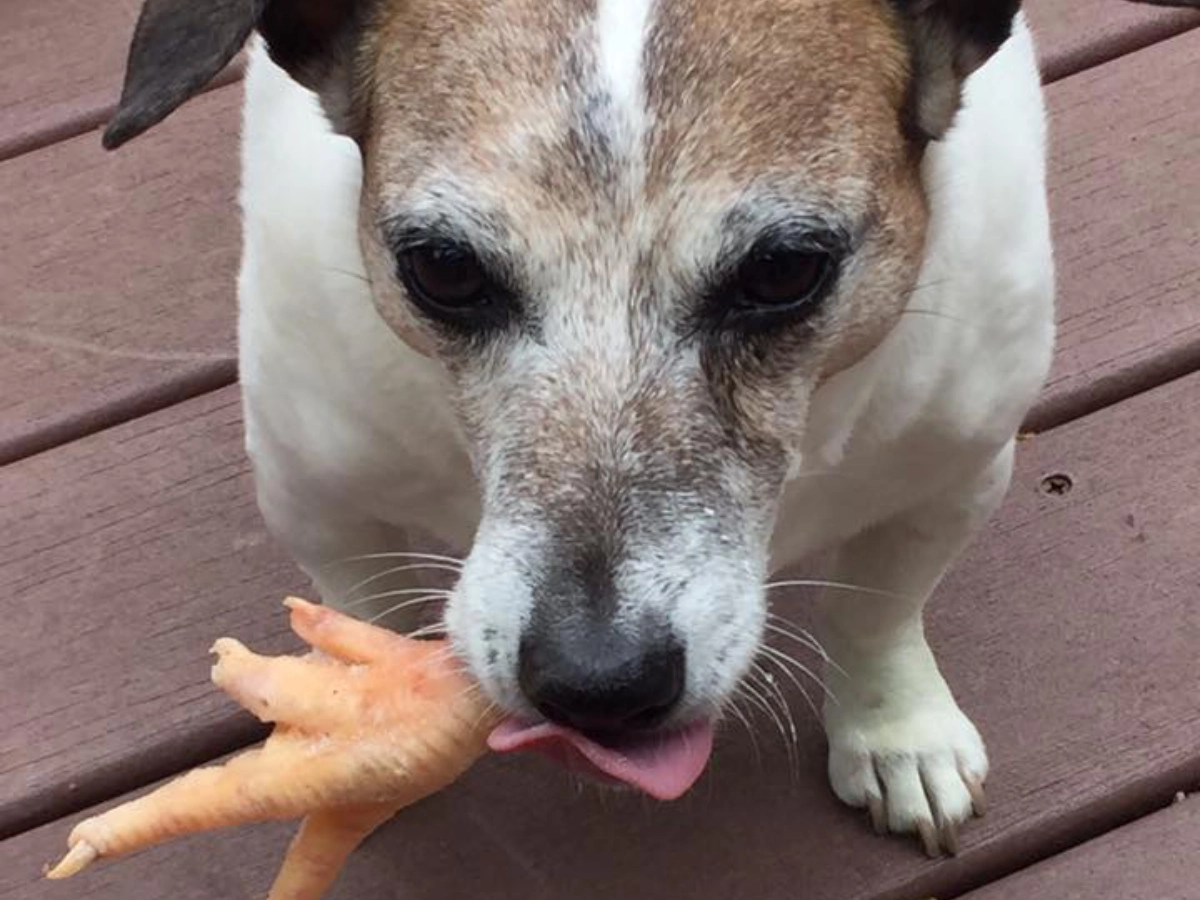Dog licking a rubber chicken foot. Dog licking a rubber chicken foot.