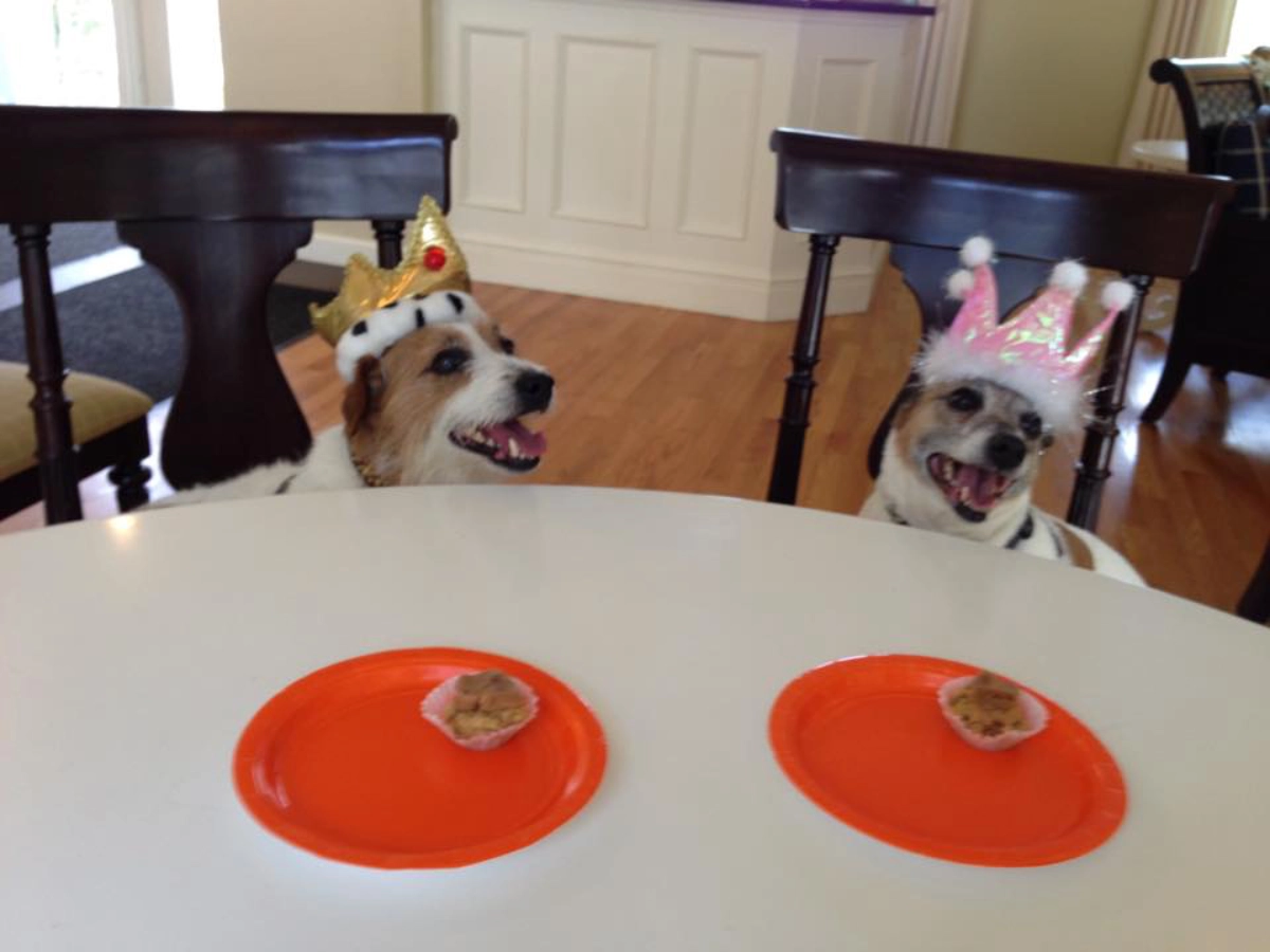 Dogs in crowns sitting at table smiling. Dogs in crowns sitting at table smiling.