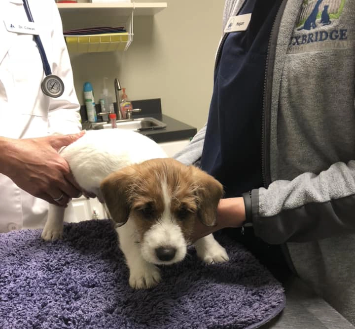 Puppy at veterinary check-up on table. Puppy at veterinary check-up on table.