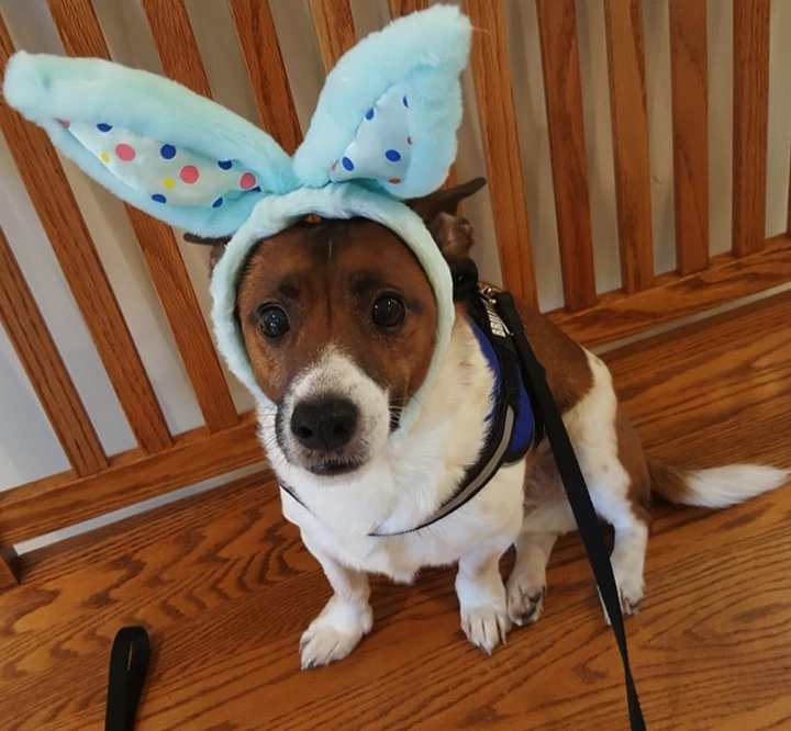 Dog wearing blue bunny ears on bench. Dog wearing blue bunny ears on bench.