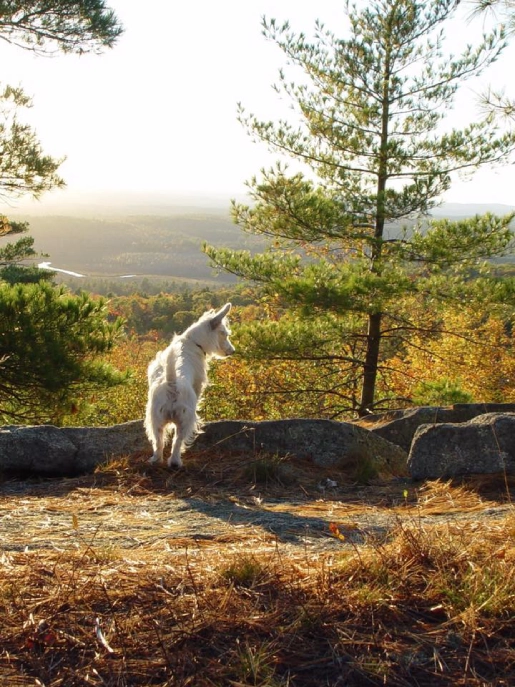 Dog overlooking scenic autumn landscape from hill. Dog overlooking scenic autumn landscape from hill.