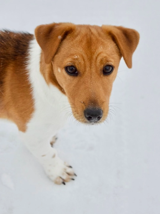 Brown and white dog standing on snow. Brown and white dog standing on snow.