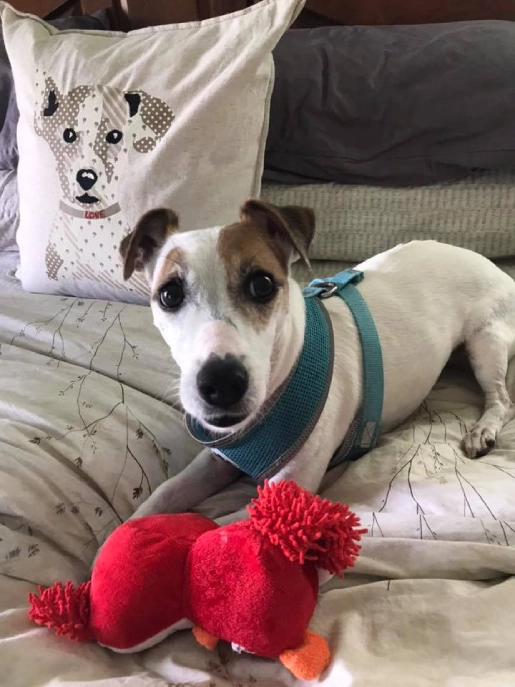 Dog with toy on bed, pillow behind. Dog with toy on bed, pillow behind.