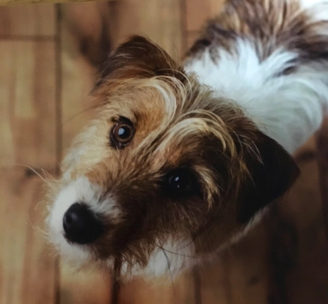 Cute dog looking up on wooden floor.