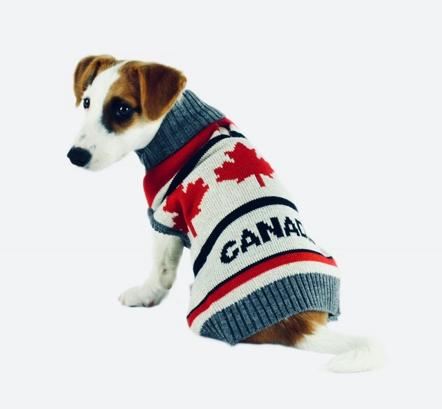 Dog wearing Canadian-themed sweater.