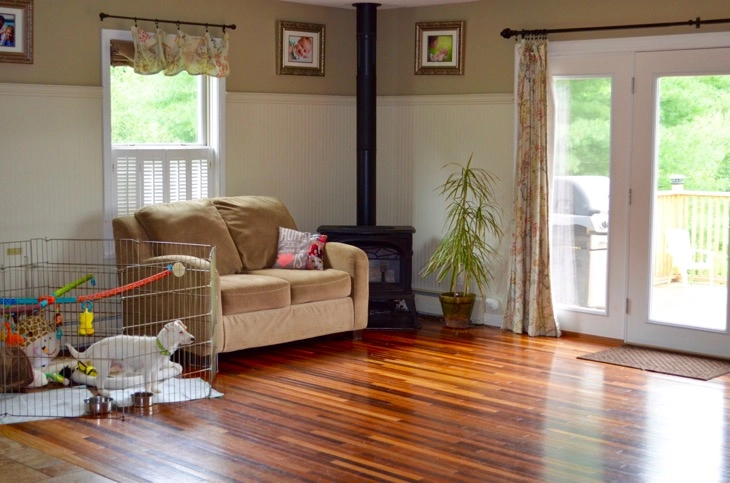Spacious living room with dog and couch.
