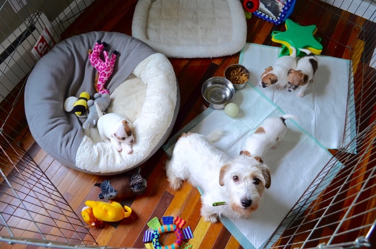 Puppies playing in a fenced indoor area.