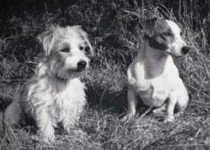Two dogs sitting on grassy field. Two dogs sitting on grassy field.