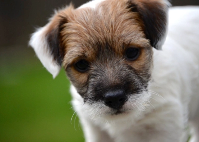 Cute puppy with brown and white fur.