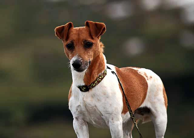Brown and white dog standing outside.