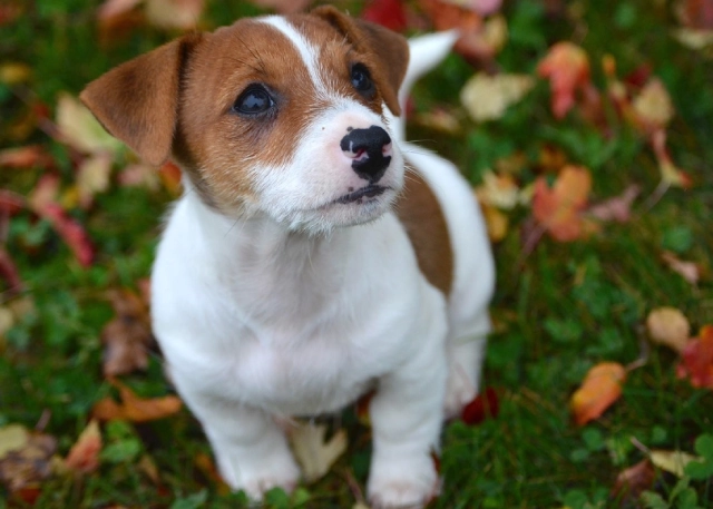 Cute puppy sitting on grass with leaves.