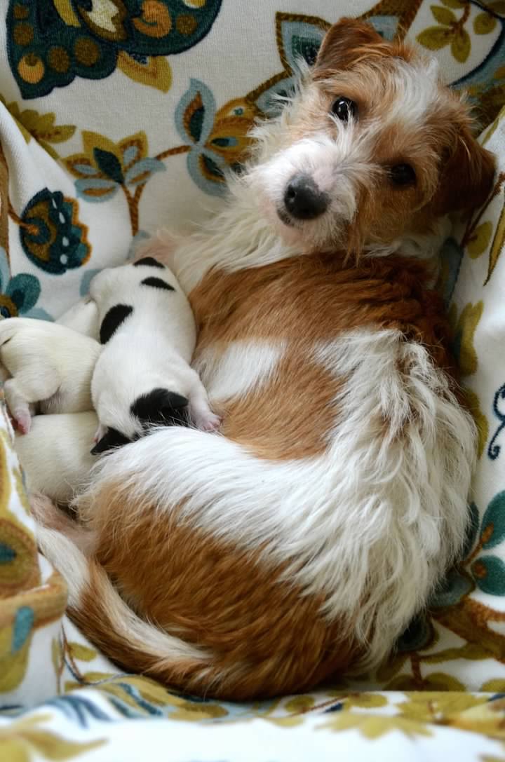 Inisher is a retired Connemara Terrier. She now lives in New Jersey. <a href="/chloe/">Chloe</a> is carrying on her line